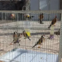 سهره اردبیل