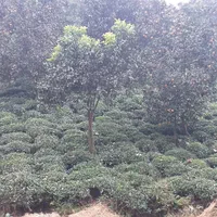 باغ 1000 متری مشجر لب رودخانه|فروش زمین و ملک کلنگی|رانکوه, |دیوار