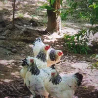 مرغ و خروس