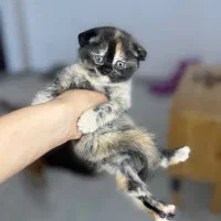 نژاد اسکاتیش