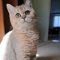 گربه بریتیش گلد نر ۷ ماهه و ۴ ماهه