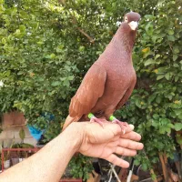 3جفت صرب معاوضه وفروش|پرنده|دوگنبدان, |دیوار