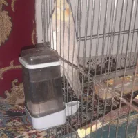 یک جفت عروس با قفس و کلبه ، یک عروس تک همش ۳۵۰۰