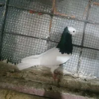 کبوتر طوقی و زرد سرخ دم سفید