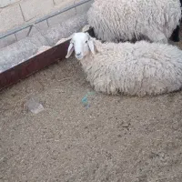 بره نر چاق قیمت مناسب ارزان خوراک خورده وپاک|حیوانات مزرعه|زرند, |دیوار