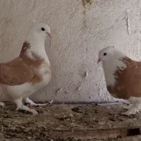 کبوتر و شازده فقط یجایی آخرش|پرنده|ری, شهرک نظامی|دیوار