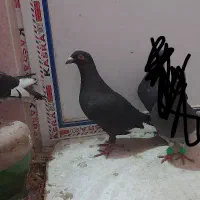 کبوتر|پرنده|شیروان (خراسان), |دیوار