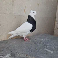 کبوتر،کفتر طوقی