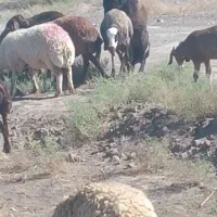 قوچ قرمز|حیوانات مزرعه|رشتخوار, |دیوار