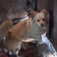 فروش دو عدد سگ