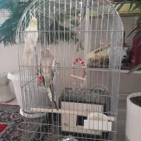 یک جفت عروس هلندی|پرنده|مراغه, |دیوار