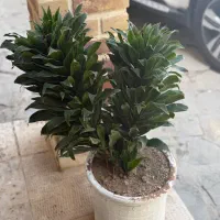 گلدان کامپکت|گل و گیاه طبیعی|تهران, قیطریه|دیوار