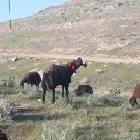 قوچ