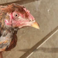 لاری|حیوانات مزرعه|کامیاران, |دیوار