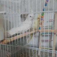 عروس هلندی مولد با قفس و وسایل