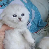 اسکاتیش سیلور چینچیلا