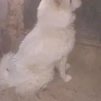 واگذاری هاسکی|سگ|جوادآباد, |دیوار