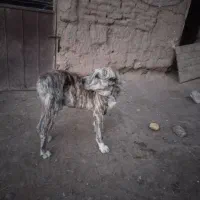 سگ گوسفندی|سگ|نوده انقلاب, |دیوار