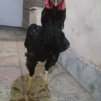خروس لاری یک ساله