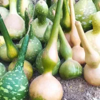 کدو قلیانی تزئینی|گل و گیاه طبیعی|گندمان, |دیوار