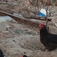 مرغ کوردی|حیوانات مزرعه|محمدیار, |دیوار