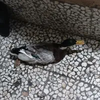 اردک مرغ خروس نیمچه