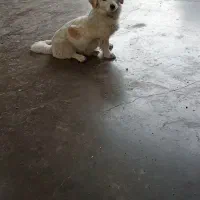 سگ پا کوتاه شیطان و بازی گوش قیمت 3500