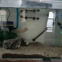 ماهی فلاور|ماهی|نیریز, |دیوار