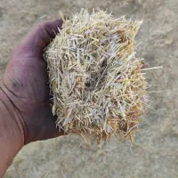 کاه گندم فروشی