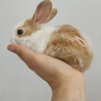 خرگوش چشم آبی
