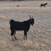 کهره نر