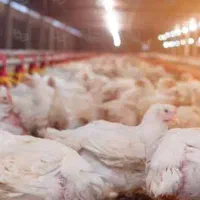 نیروی کار مرغداری صنعتی