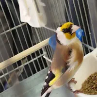 سهره لر خوان با کل اجراها