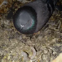 کبوتر کله ای وسیاه|پرنده|چمران, |دیوار