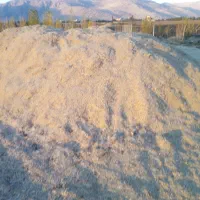 گیاه سبزه داس درو|حیوانات مزرعه|دینور, |دیوار