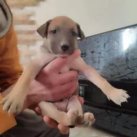 تول|سگ|ملایر, |دیوار