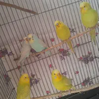 مرغ عشق‌ طوطی‌ رنگین‌کمانی|پرنده|گلستان (تهران), |دیوار