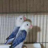 گرینچیک.خورشیدی.برزیلی.ردچیک.عروس|پرنده|تهران, شهرک استقلال|دیوار