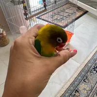طوطی برزیلی بالغ و مهربون و تخم گزار|پرنده|کرج, منظریه|دیوار