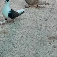 جفت شیرازی|پرنده|اهواز, بیست متری شهرداری|دیوار