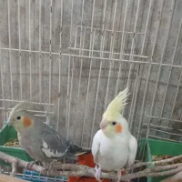 عروسی هلندی گمشده کوچه دانش