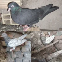 سبز زاغ