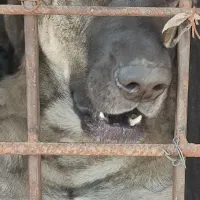 واگذاری سگ|سگ|رستمآباد, |دیوار