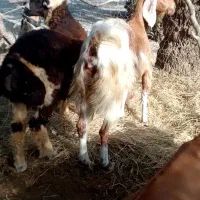بره وبزچاق مناسب برای کشتن و نگهداری