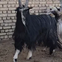 میش.بز.دوبر