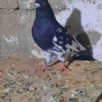 سه تا کلی نر