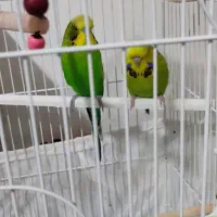 جفت مرغ عشق انگلیسی