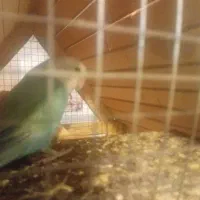 پرنده|پرنده|تهران, حافظیه|دیوار