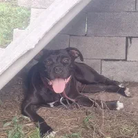 پیت بول استافورد شایر|سگ|بابل, |دیوار