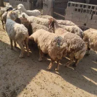 حیوانات مزرعه